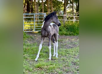 Barocco pinto Mix, Stallone, Puledri (04/2026), 165 cm, Pezzato