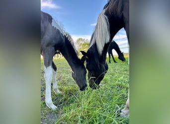 Barocco pinto Mix, Stallone, Puledri (04/2026), 165 cm, Pezzato