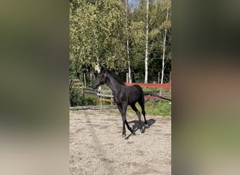 Barocco pinto Mix, Stallone, Puledri
 (05/2023), 169 cm, Morello