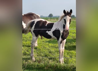 Barocco pinto, Stallone, Puledri (04/2024), Pezzato