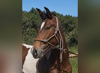 Barock Pinto, Étalon, 1 Année, 155 cm, Pinto