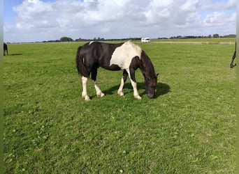 Barock Pinto, Étalon, 1 Année, 160 cm, Pinto