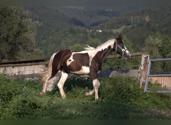 Barock Pinto, Étalon, 1 Année, 169 cm, Pinto