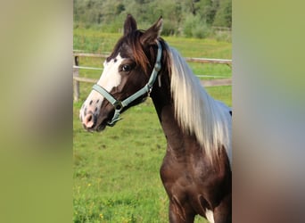 Barock Pinto, Étalon, 1 Année, 169 cm, Pinto