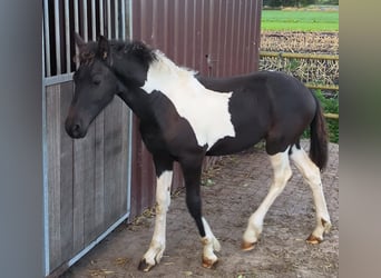 Barock Pinto, Étalon, 1 Année