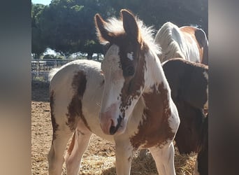 Barock Pinto, Étalon, 1 Année