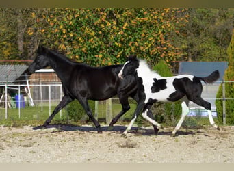 Barock Pinto, Étalon, 1 Année, Tobiano-toutes couleurs