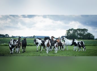 Barock Pinto, Étalon, 1 Année, Tobiano-toutes couleurs