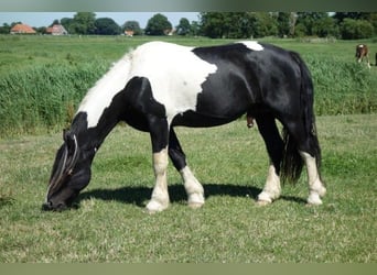 Barock Pinto, Étalon, 1 Année, Tobiano-toutes couleurs