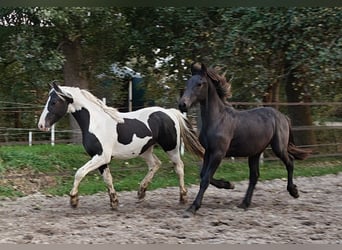 Barock Pinto, Étalon, 2 Ans, 158 cm, Pinto
