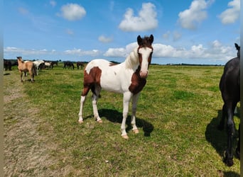 Barock Pinto, Étalon, 2 Ans, 160 cm, Overo-toutes couleurs