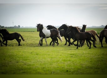 Barock Pinto, Étalon, 2 Ans, 165 cm, Pinto