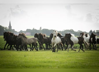 Barock Pinto, Étalon, 2 Ans, 165 cm, Pinto