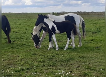 Barock Pinto, Étalon, 2 Ans