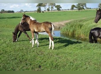 Barock Pinto, Étalon, 2 Ans