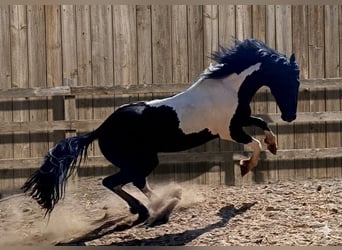 Barock Pinto, Étalon, 3 Ans, 152 cm, Pinto