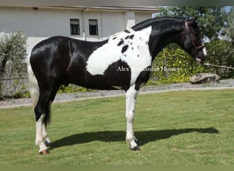 Barock Pinto, Étalon, 3 Ans, 162 cm