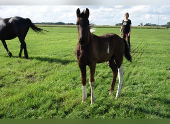 Barock Pinto, Étalon, 3 Ans