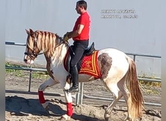 Barock Pinto Croisé, Étalon, 3 Ans, Pinto