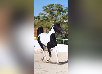 Barock Pinto, Étalon, 4 Ans, 170 cm, Tobiano-toutes couleurs