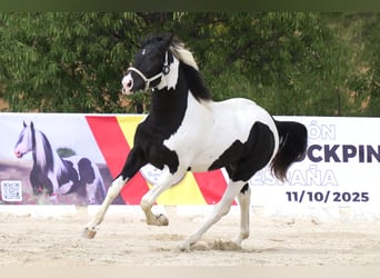 Barock Pinto, Étalon, 4 Ans, 170 cm, Tobiano-toutes couleurs