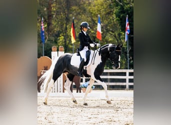Barock Pinto, Étalon, 4 Ans, 171 cm, Pinto
