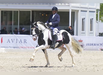 Barock Pinto, Étalon, 6 Ans, 161 cm, Tobiano-toutes couleurs