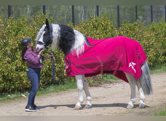 Barock Pinto, Étalon, 6 Ans, 161 cm, Tobiano-toutes couleurs