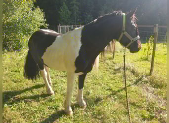 Barock Pinto, Étalon, 7 Ans, Pinto