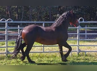 Barock Pinto Croisé, Étalon, 8 Ans, 164 cm, Bai