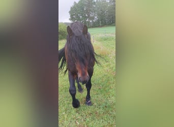 Barock Pinto Croisé, Étalon, 8 Ans, 164 cm, Bai