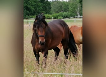 Barock Pinto Croisé, Étalon, 8 Ans, 164 cm, Bai