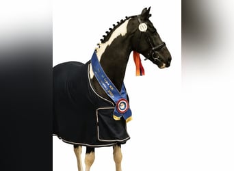 Barock Pinto, Étalon, 3 Ans, 160 cm, Pinto