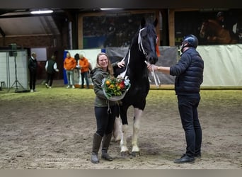 Barock Pinto, Étalon, 4 Ans, 161 cm, Pinto