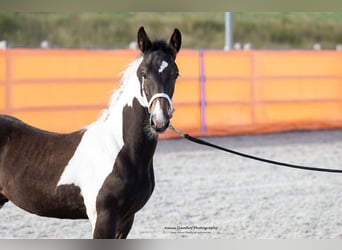 Barock Pinto, Étalon, Poulain (05/2024), 170 cm, Tobiano-toutes couleurs