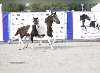 Barock Pinto, Étalon, Poulain (05/2024), 170 cm, Tobiano-toutes couleurs