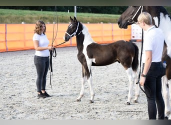 Barock Pinto, Étalon, Poulain (05/2024), 170 cm, Tobiano-toutes couleurs