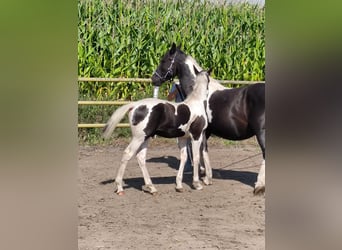 Barock Pinto, Étalon, Poulain (04/2024), Pinto