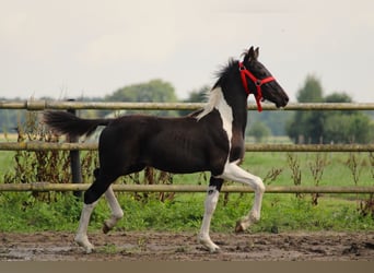 Barock Pinto, Étalon, Poulain (03/2026), Tobiano-toutes couleurs