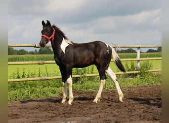 Barock Pinto, Étalon, Poulain (03/2026), Tobiano-toutes couleurs