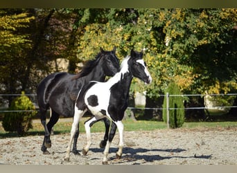 Barock Pinto, Étalon, Poulain (06/2025), Tobiano-toutes couleurs