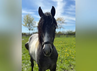 Barock Pinto, Étalon, 3 Ans, 165 cm, Tobiano-toutes couleurs