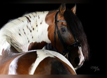 Barock Pinto, Hengst, 16 Jaar, 165 cm, Gevlekt-paard