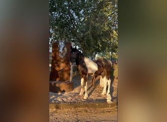 Barock Pinto, Hengst, 1 Jaar, 154 cm, Gevlekt-paard