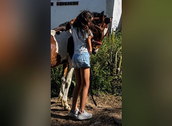 Barock Pinto, Hengst, 1 Jaar, 155 cm, Gevlekt-paard