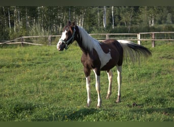 Barock Pinto, Hengst, 1 Jaar, 169 cm, Gevlekt-paard