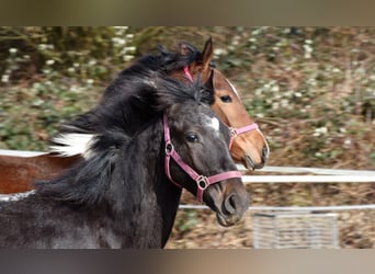 Barock Pinto Mix, Hengst, 1 Jaar