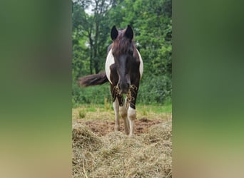 Barock Pinto, Hengst, 1 Jaar, Gevlekt-paard