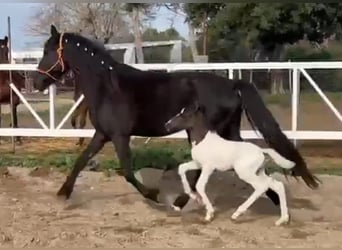 Barock Pinto Mix, Hengst, 1 Jaar, Gevlekt-paard