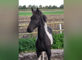 Barock Pinto, Hengst, 1 Jaar